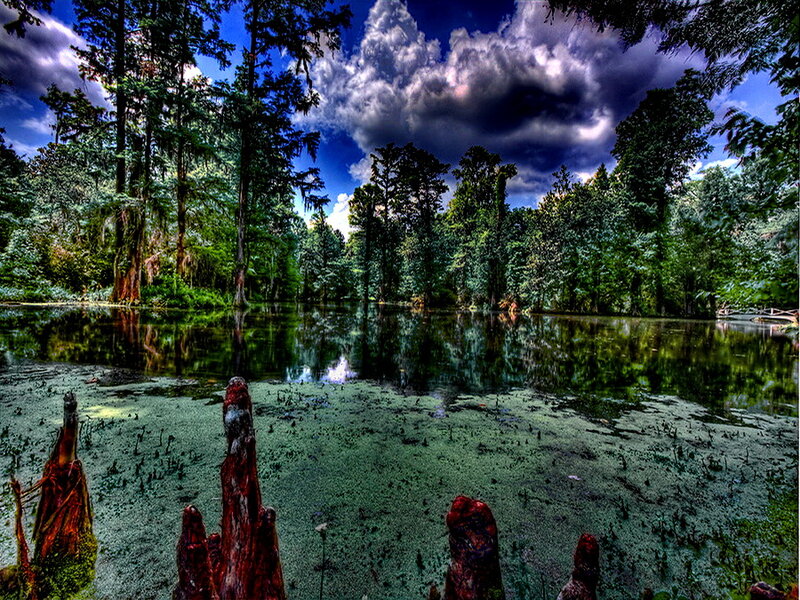 Cypress Trees in Swamp — Green, Dramatic, Afternoon