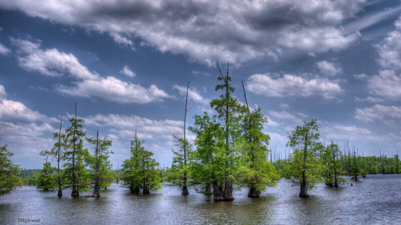 Cypress Trees in Swamp — Green, Dramatic