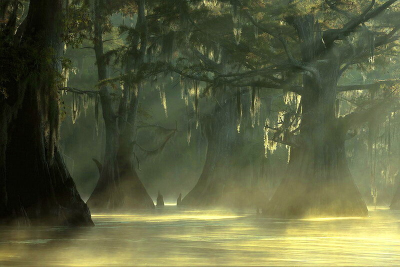 Cypress Trees in Swamp — Green, Misty