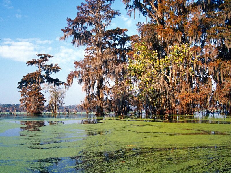 Cypress Trees in Swamp — Green, Serene, Afternoon, Photograph, Moss