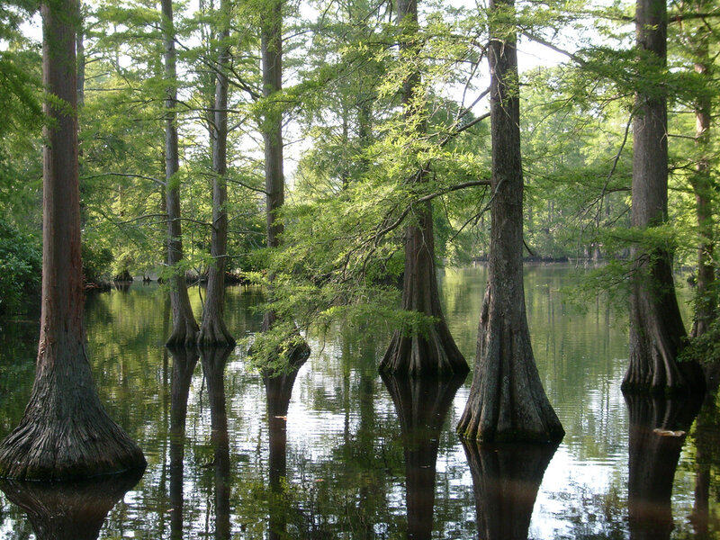 Cypress Trees in Swamp — Green, Serene, Afternoon, Photograph