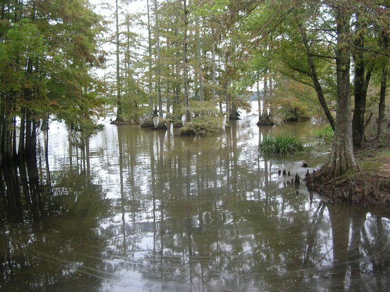 Cypress Trees in Swamp — Green, Serene, Afternoon, Photograph, Water, Reflection, Mud