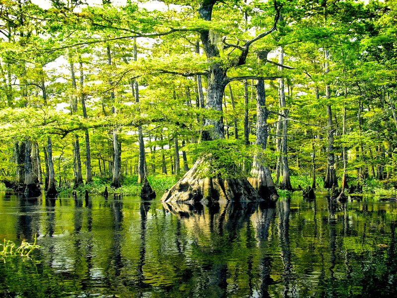 Cypress Trees in Swamp — Green, Serene, Afternoon, Photograph, Water, Reflection