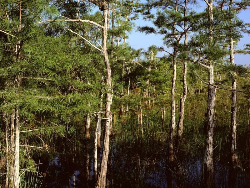 Cypress Trees in Swamp — Green, Serene, Afternoon, Photograph, Water, Sky, Brown