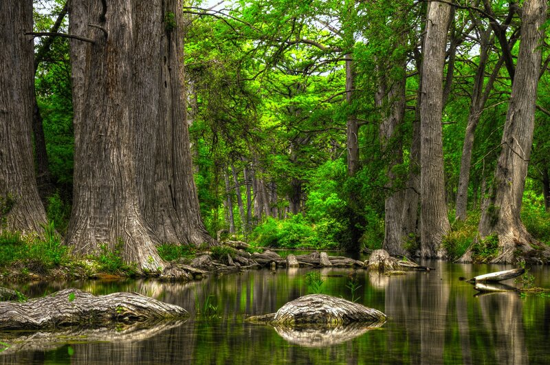 Cypress Trees in Swamp — Green, Serene, Afternoon