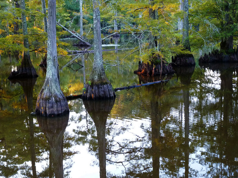 Cypress Trees in Swamp — Green, Serene, Autumn, Photograph, Reflection