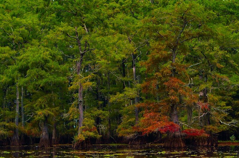 Cypress Trees in Swamp — Green, Serene, Autumn, Photograph, Water