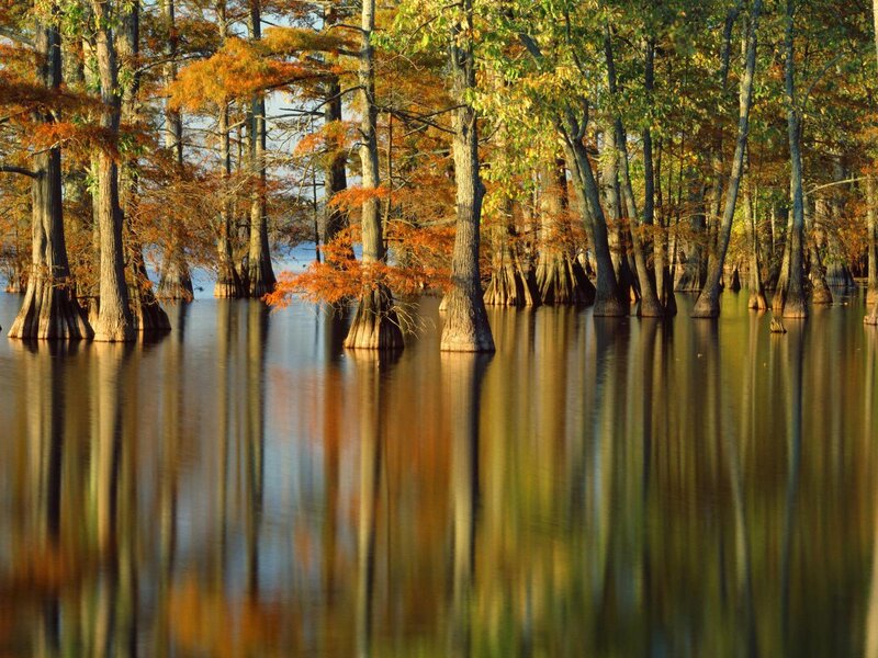 Cypress Trees in Swamp — Green, Serene, Autumn