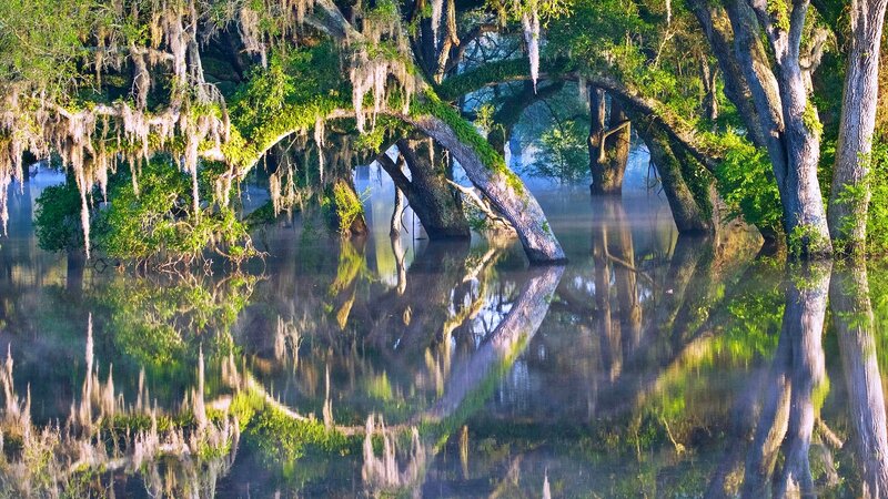 Cypress Trees in Swamp — Green, Serene, Morning, Photograph, Moss