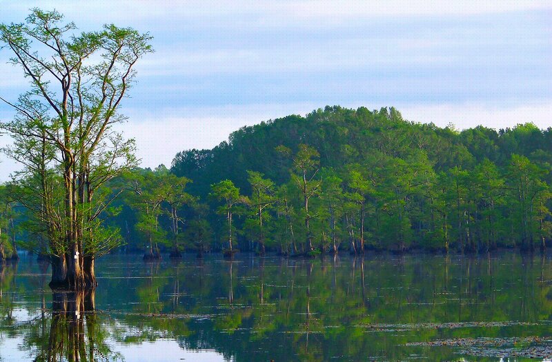 Cypress Trees in Swamp — Green, Serene, Morning, Photograph