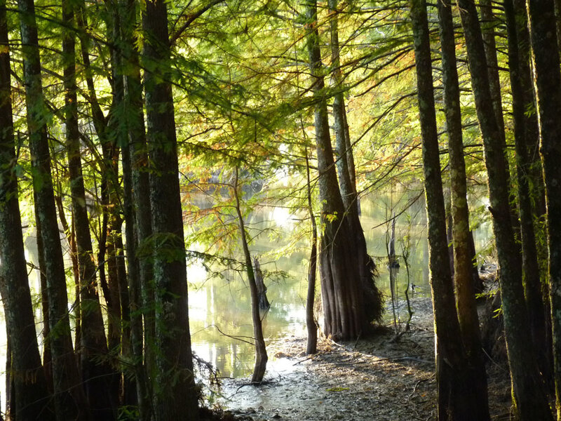 Cypress Trees in Swamp — Green, Serene, Morning, Photograph, Water, Sunlight