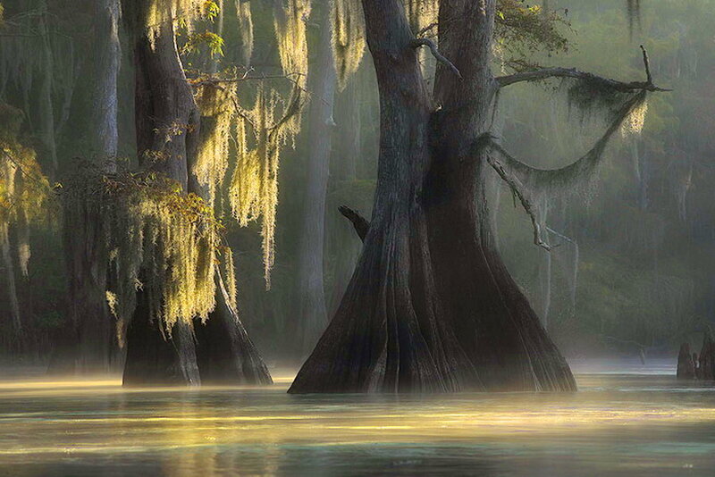 Cypress Trees in Swamp — Green, Serene, Morning