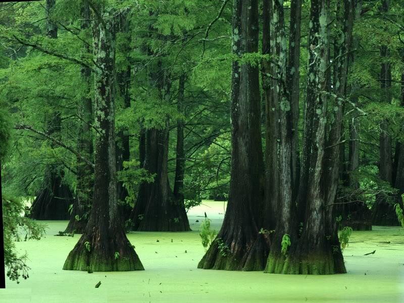 Cypress Trees in Swamp — Green, Serene, Photograph