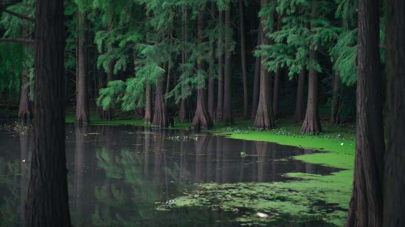 Cypress Trees in Swamp — Green, Serene, Photograph, Water