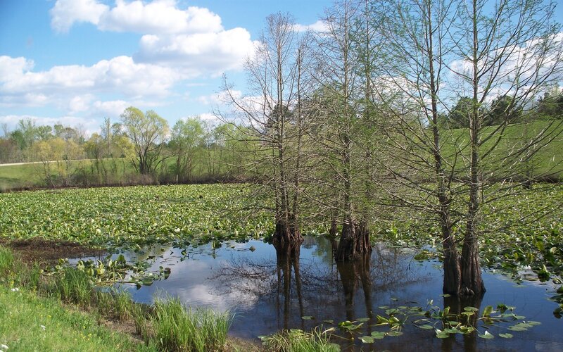 Cypress Trees in Swamp — Green, Serene, Spring, Photograph, Lily Pads