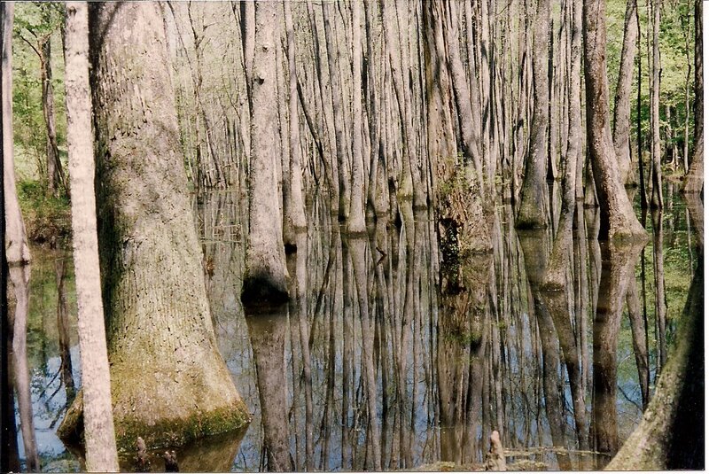 Cypress Trees in Swamp — Green, Serene, Spring
