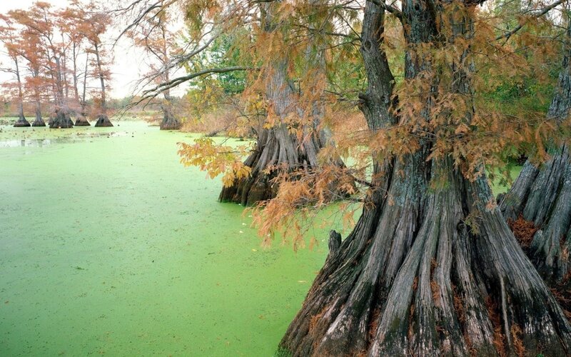 Cypress Trees in Swamp — Green
