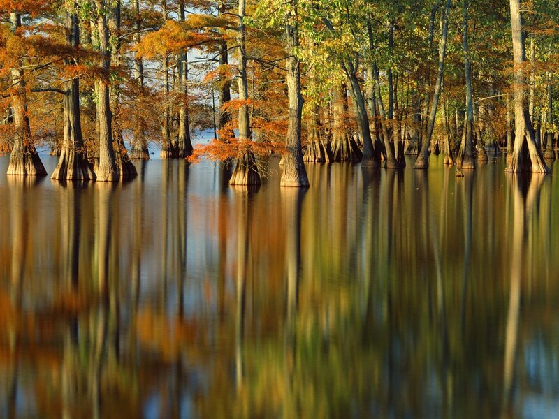 Cypress Trees in Swamp — Orange, Serene, Autumn, Photograph