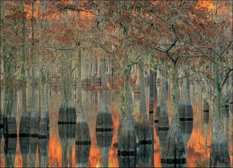 Cypress Trees in Swamp — Orange, Serene, Autumn, Photograph, Water, Reflection, Brown