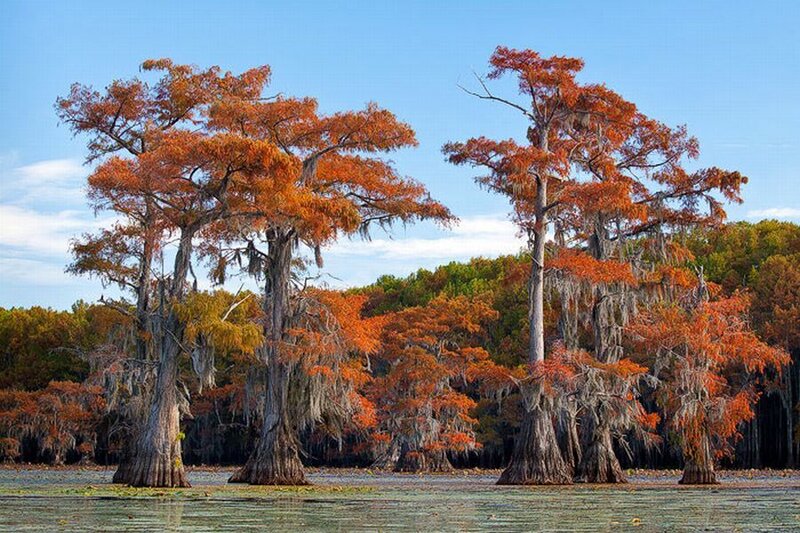 Cypress Trees in Swamp — Orange, Serene, Autumn