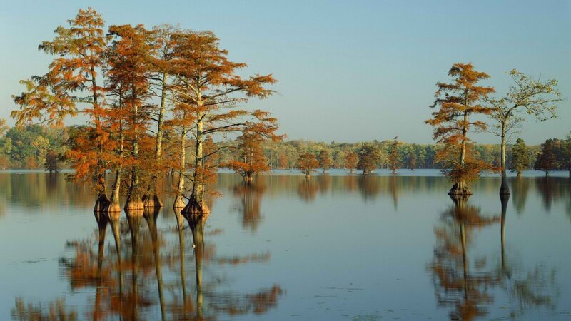 Cypress Trees in Swamp — Orange, Serene, Morning, Photograph