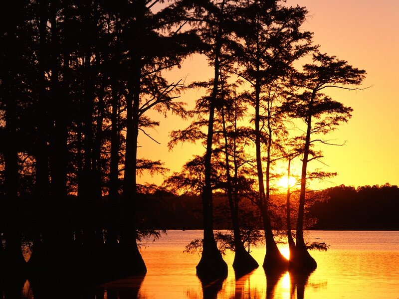 Cypress Trees in Swamp — Orange, Serene, Sunset, Photograph, Lake