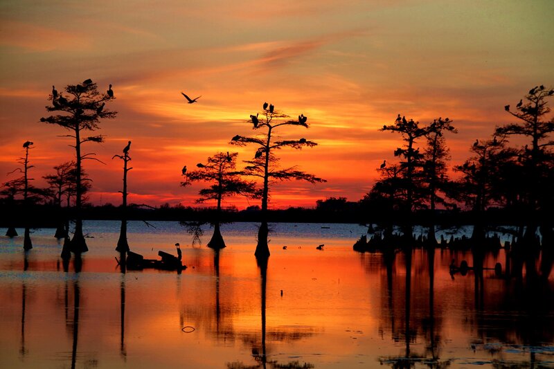 Cypress Trees in Swamp — Orange, Serene, Sunset, Photograph