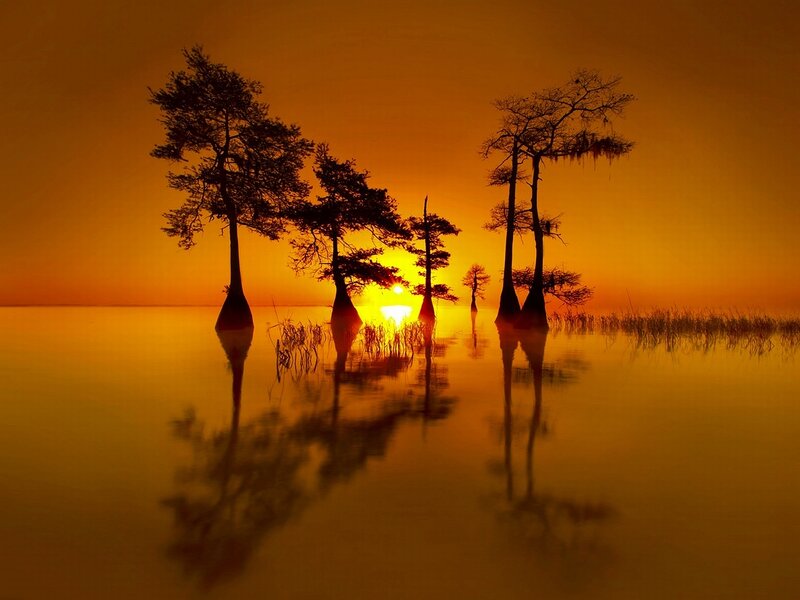 Cypress Trees in Swamp — Orange, Serene, Sunset