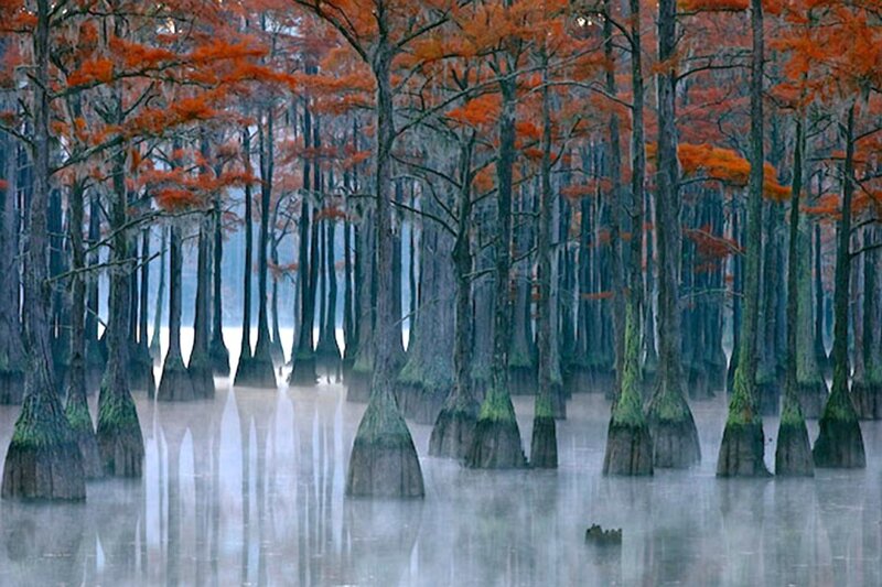 Cypress Trees in Swamp — Orange