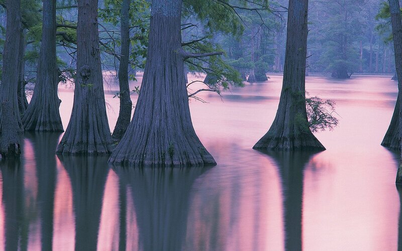 Cypress Trees in Swamp — Pink