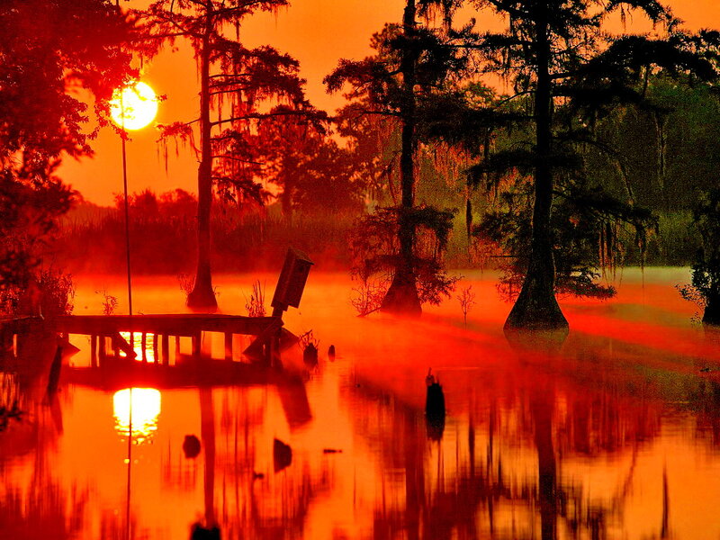 Cypress Trees in Swamp — Red