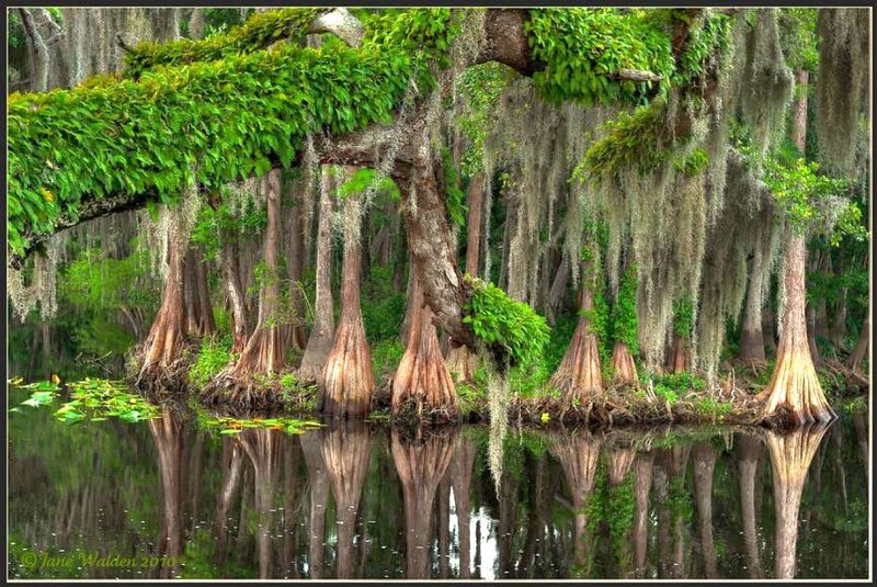 Cypress trees in swamp