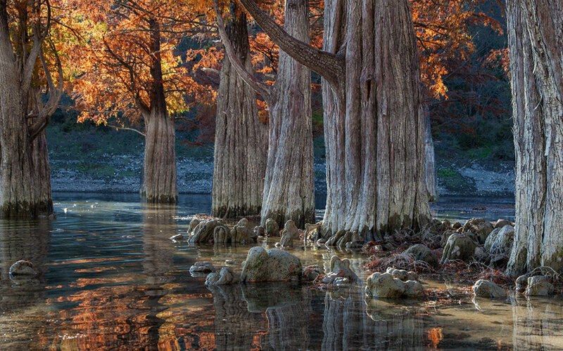 Cypress Trees in Water — Orange, Serene