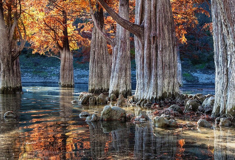 Cypress Trees in Water — Orange