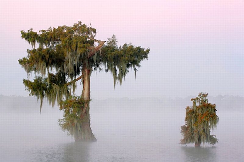 Cypress Trees in Water