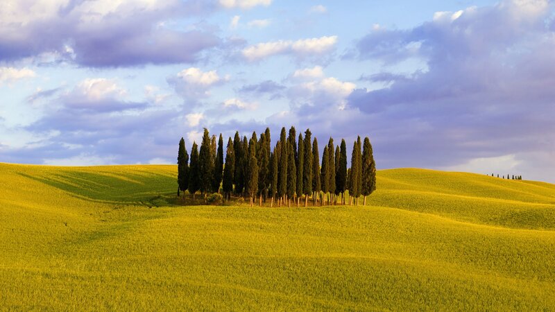 Cypress trees on a golden hill