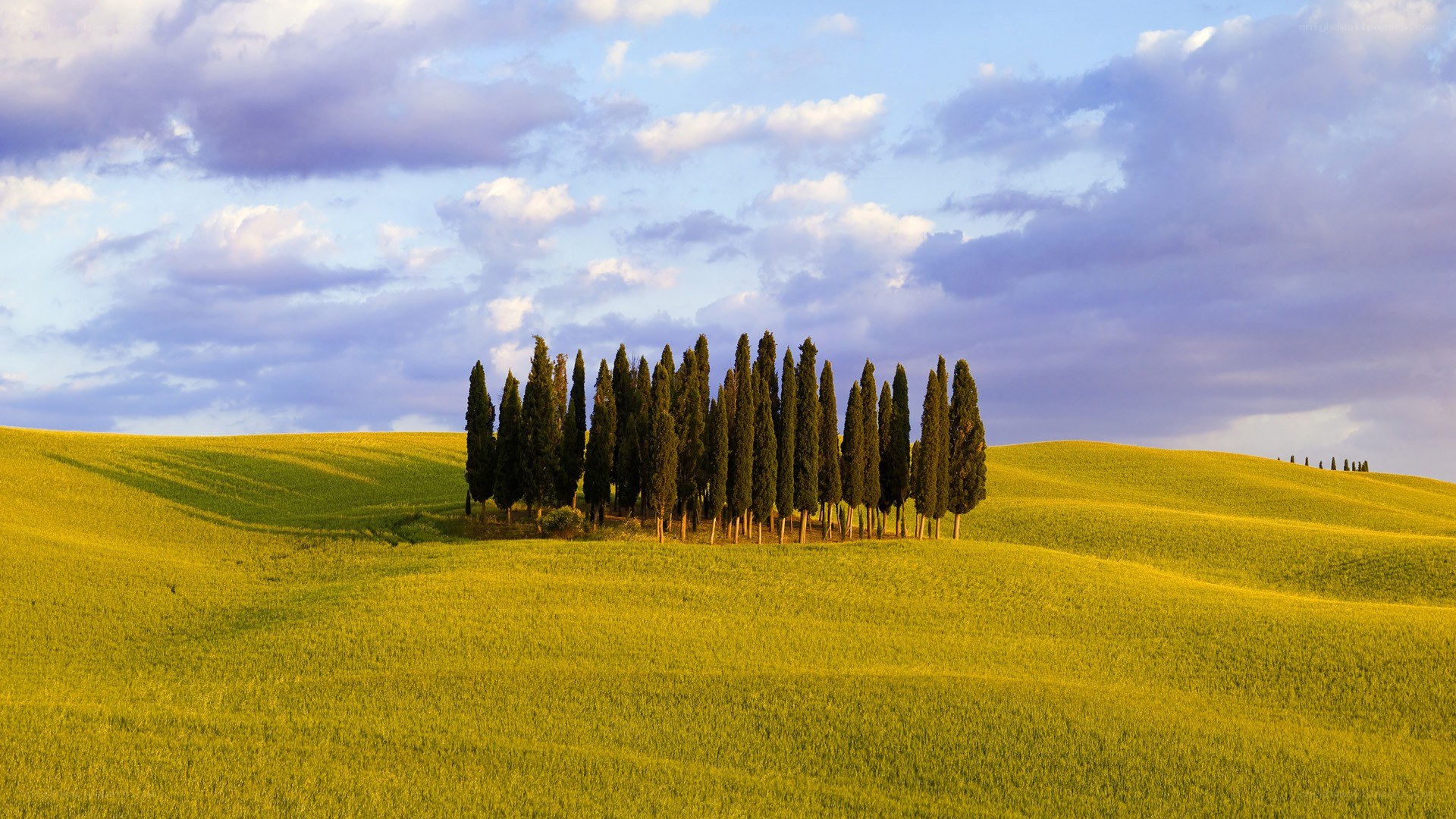 Cypress trees on a golden hill
