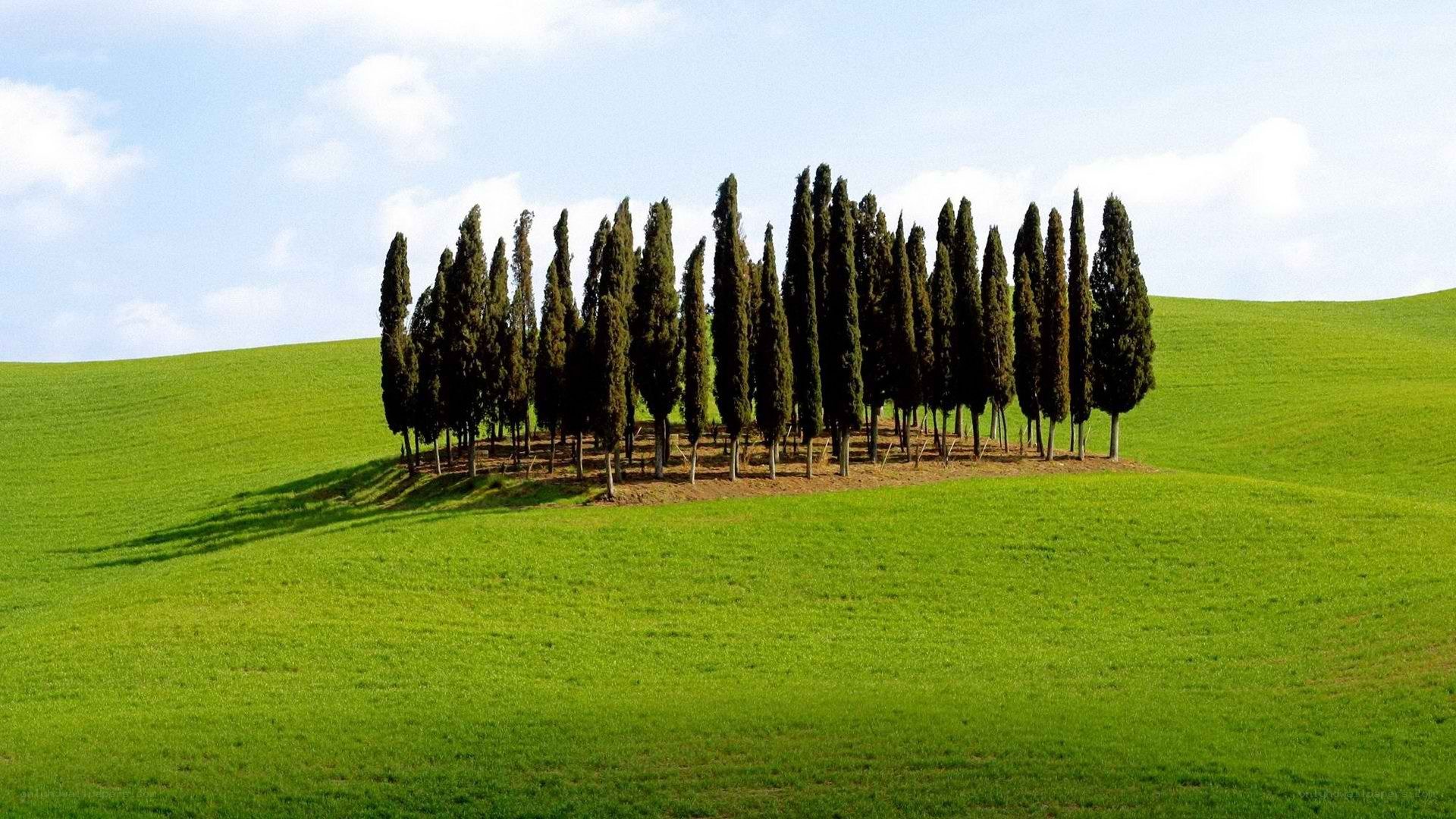 Cypress trees on a green hill