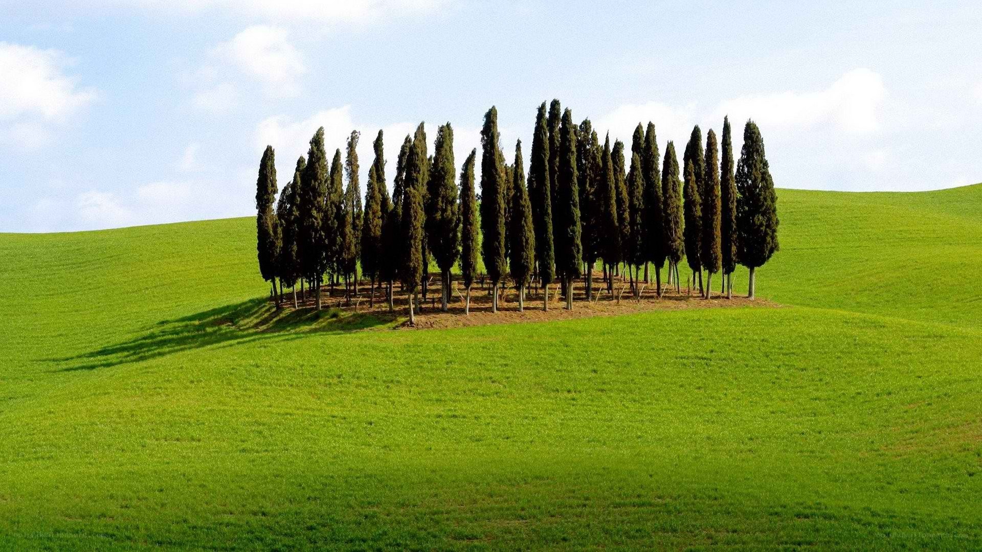 Cypress trees on a green hill