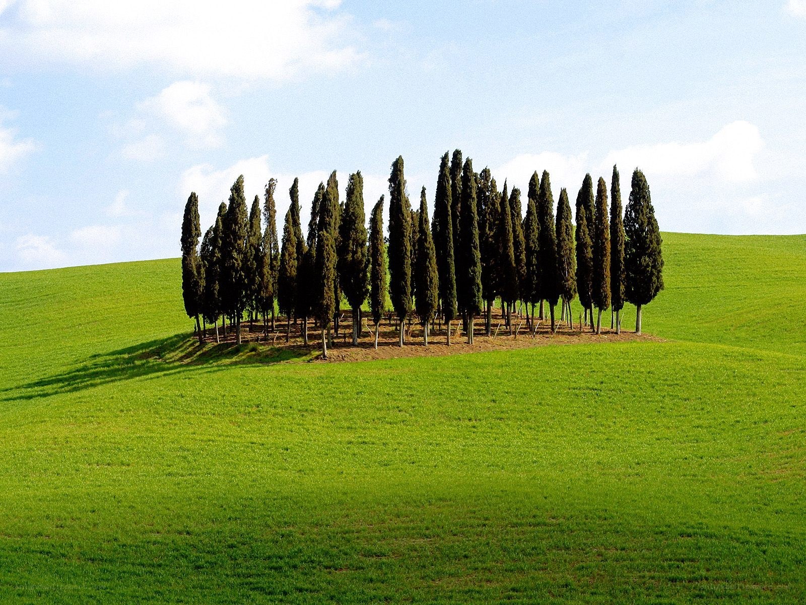 Cypress trees on a green hill