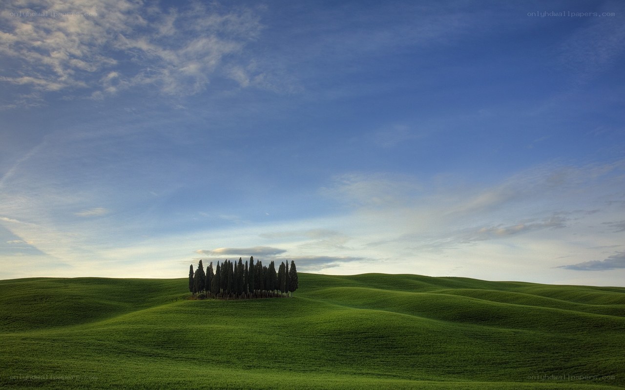 Cypress trees on a green hill