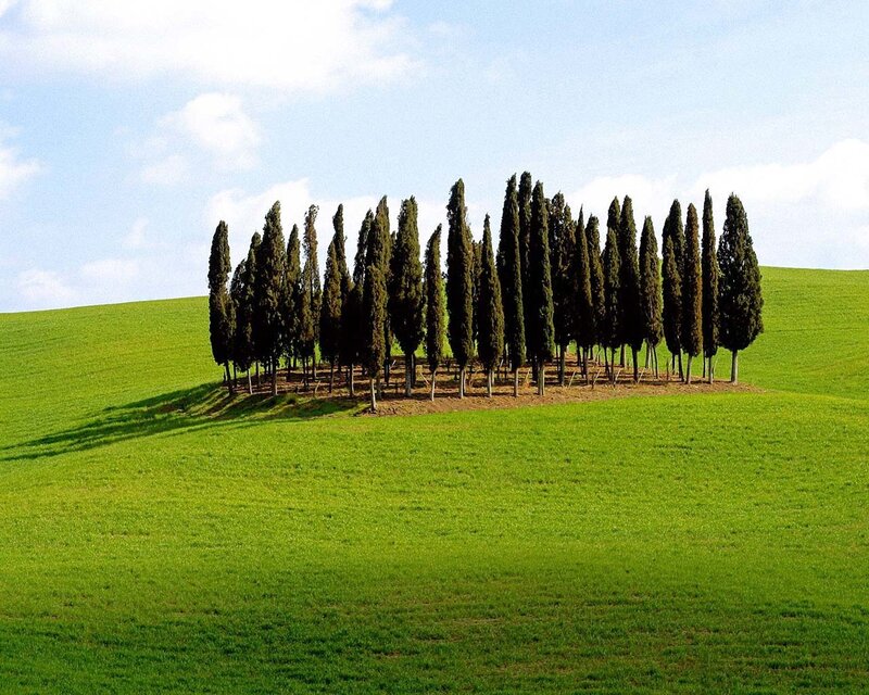 Cypress trees on a green hill