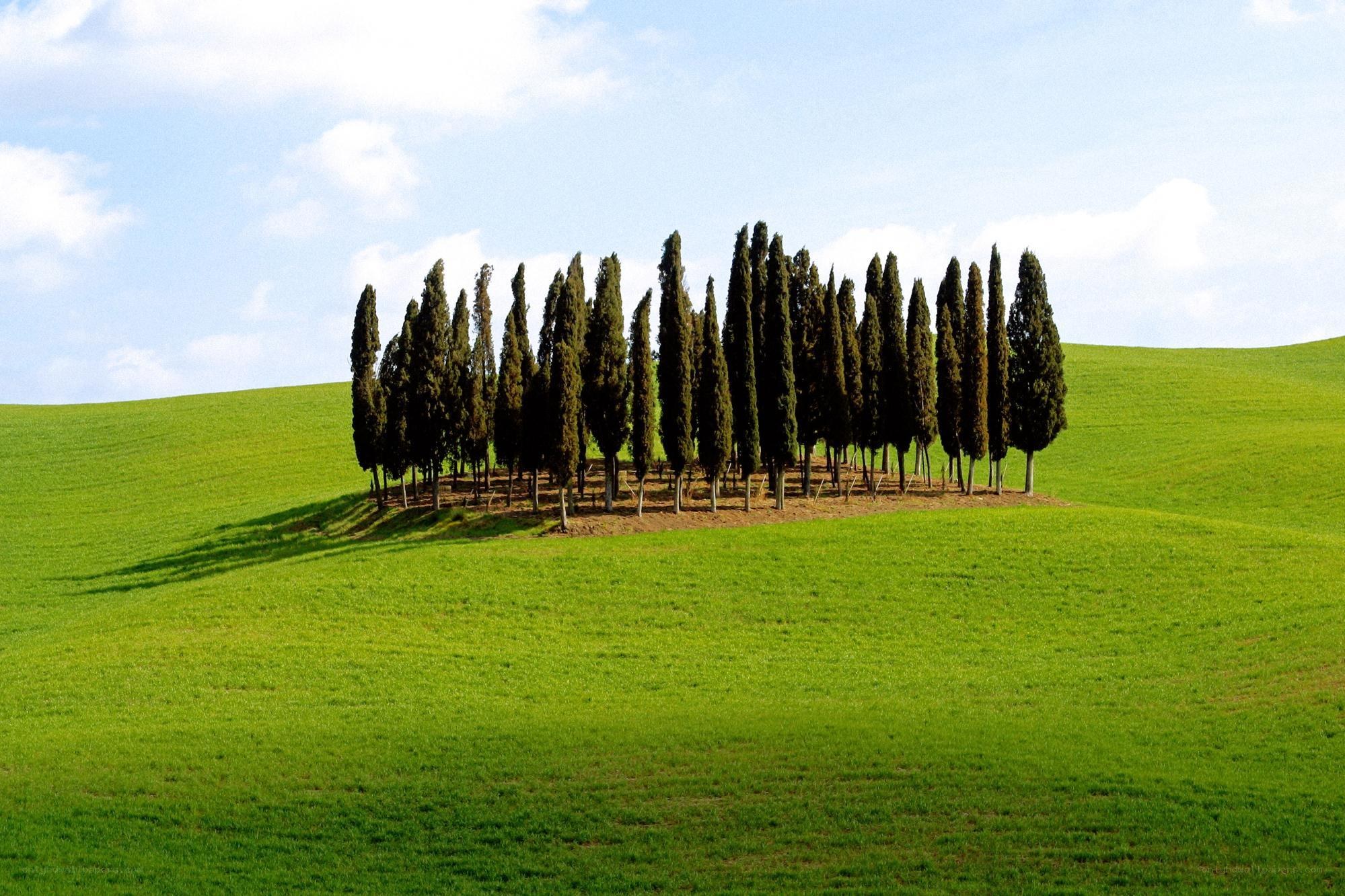 Cypress trees on a green hill