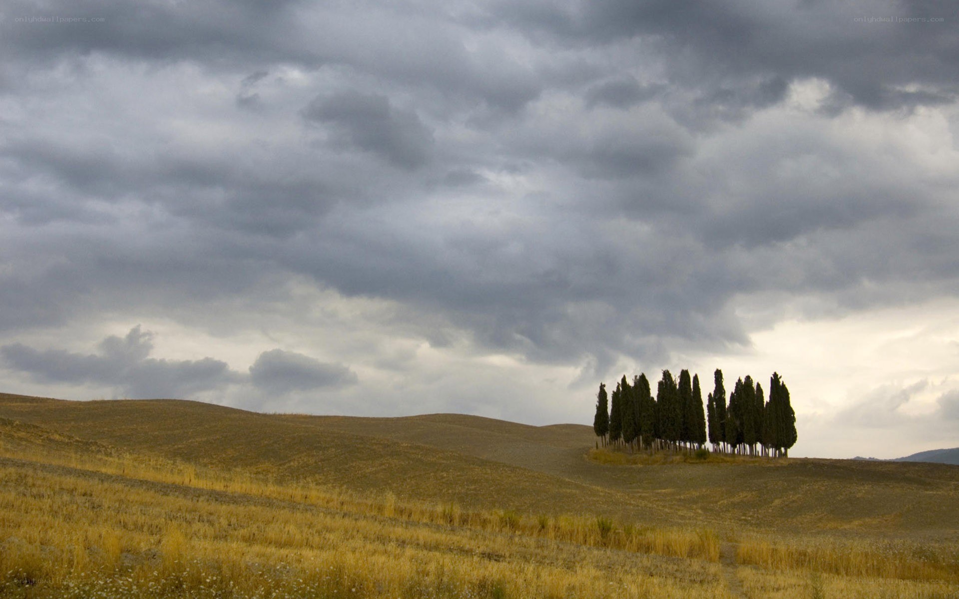 Cypress trees on a hill