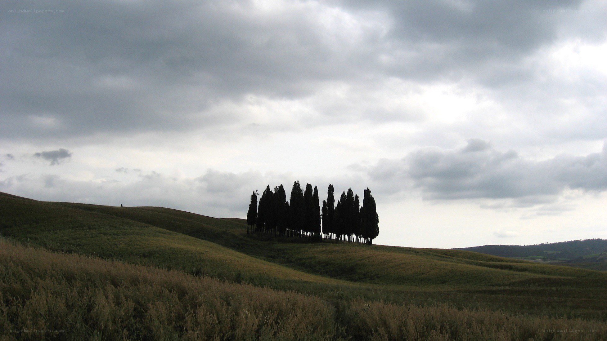 Cypress trees on a hill
