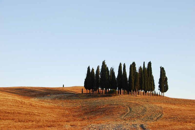 Cypress trees on a hillside