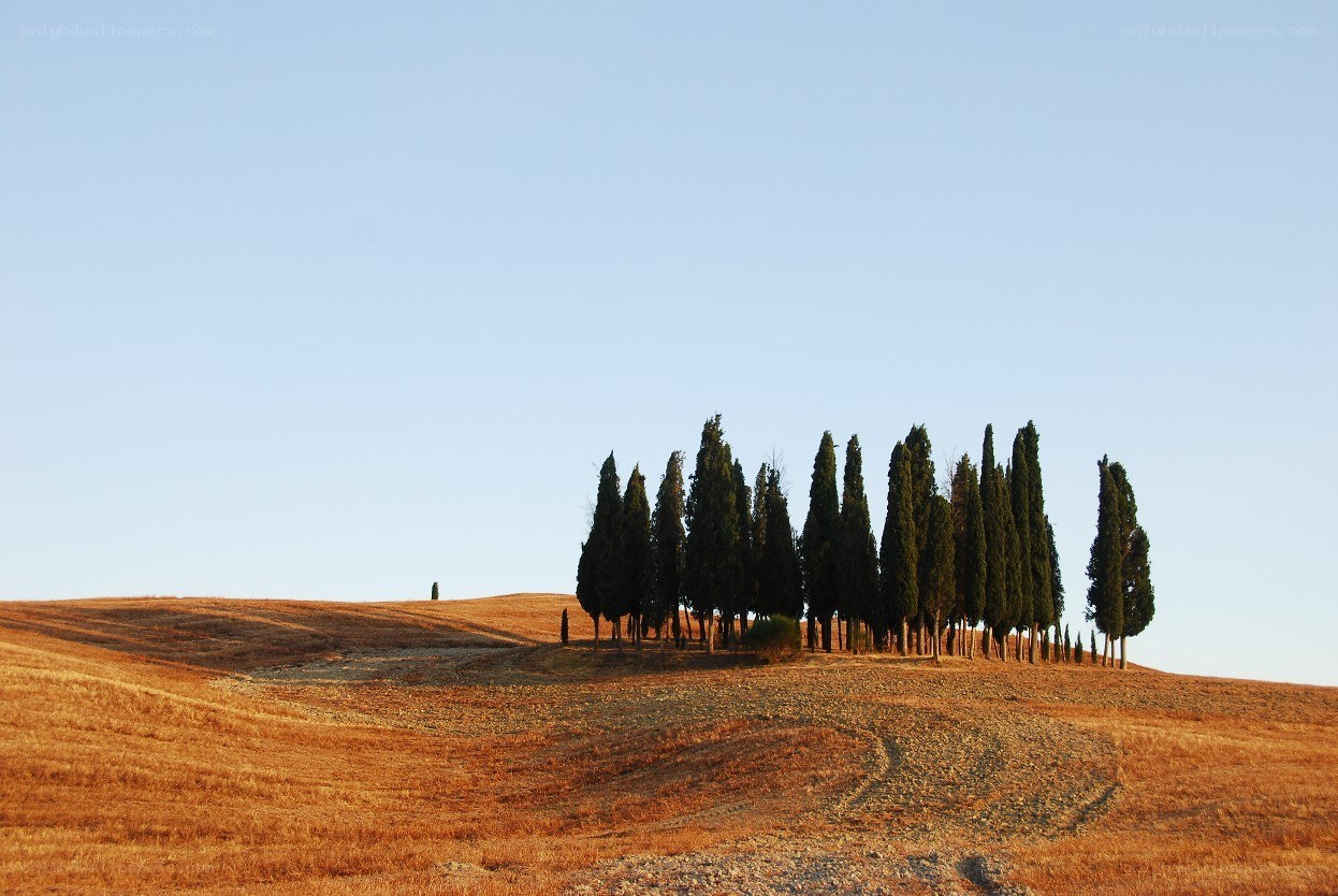 Cypress trees on a hillside
