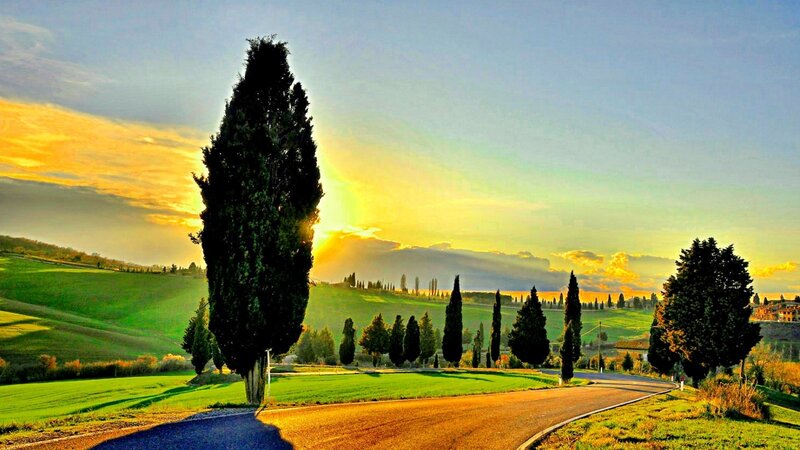 Cypress Trees on a Road