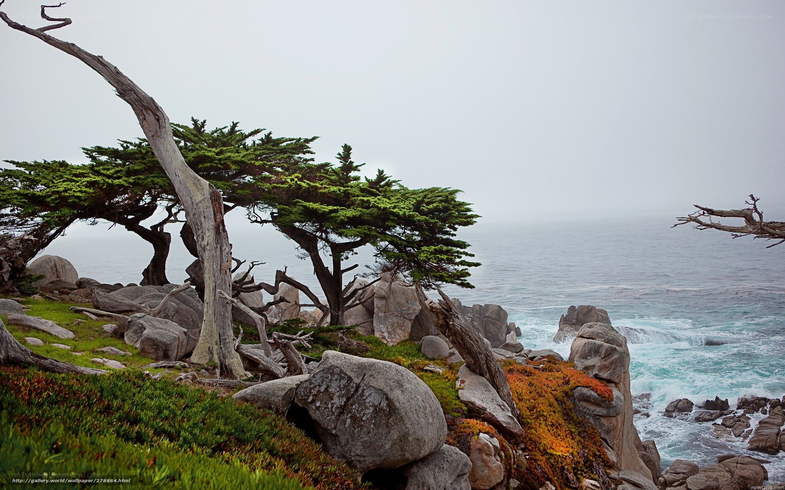 Cypress trees on a rocky coast