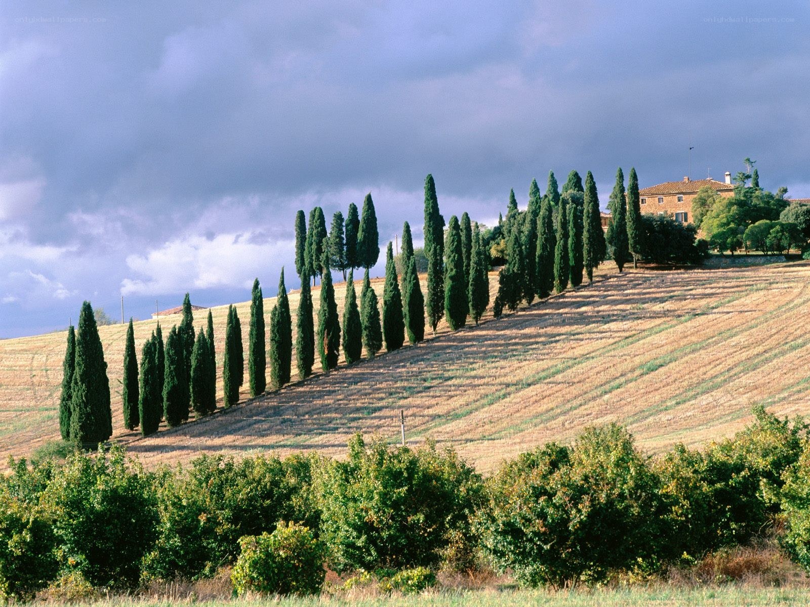 Cypress trees on a Tuscan hillside